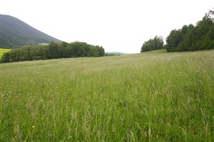 časť lúky s výskytom Platanthera bifolia